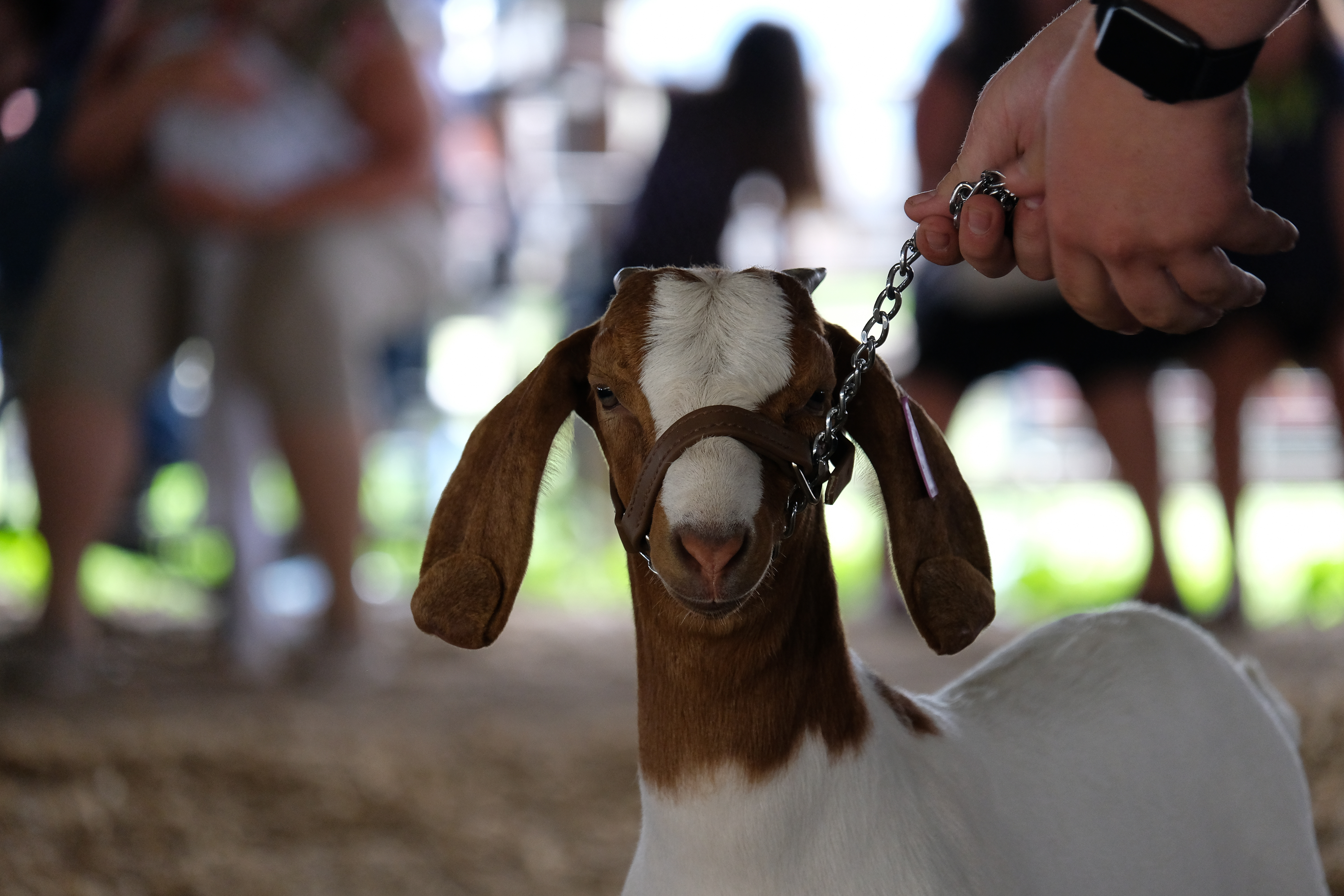 Unique Goat Show At State Fair