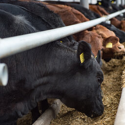 Minnesota beef farm faces $1 million loss from COVID-19