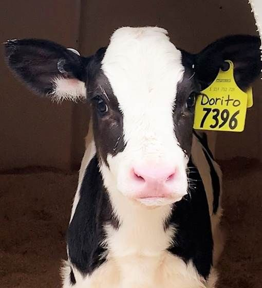 Wisconsin Dairy Farmer Overwhelmed With Calf Reaction