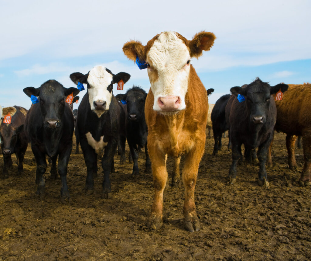 Cattle Handling Expert Provides Tips