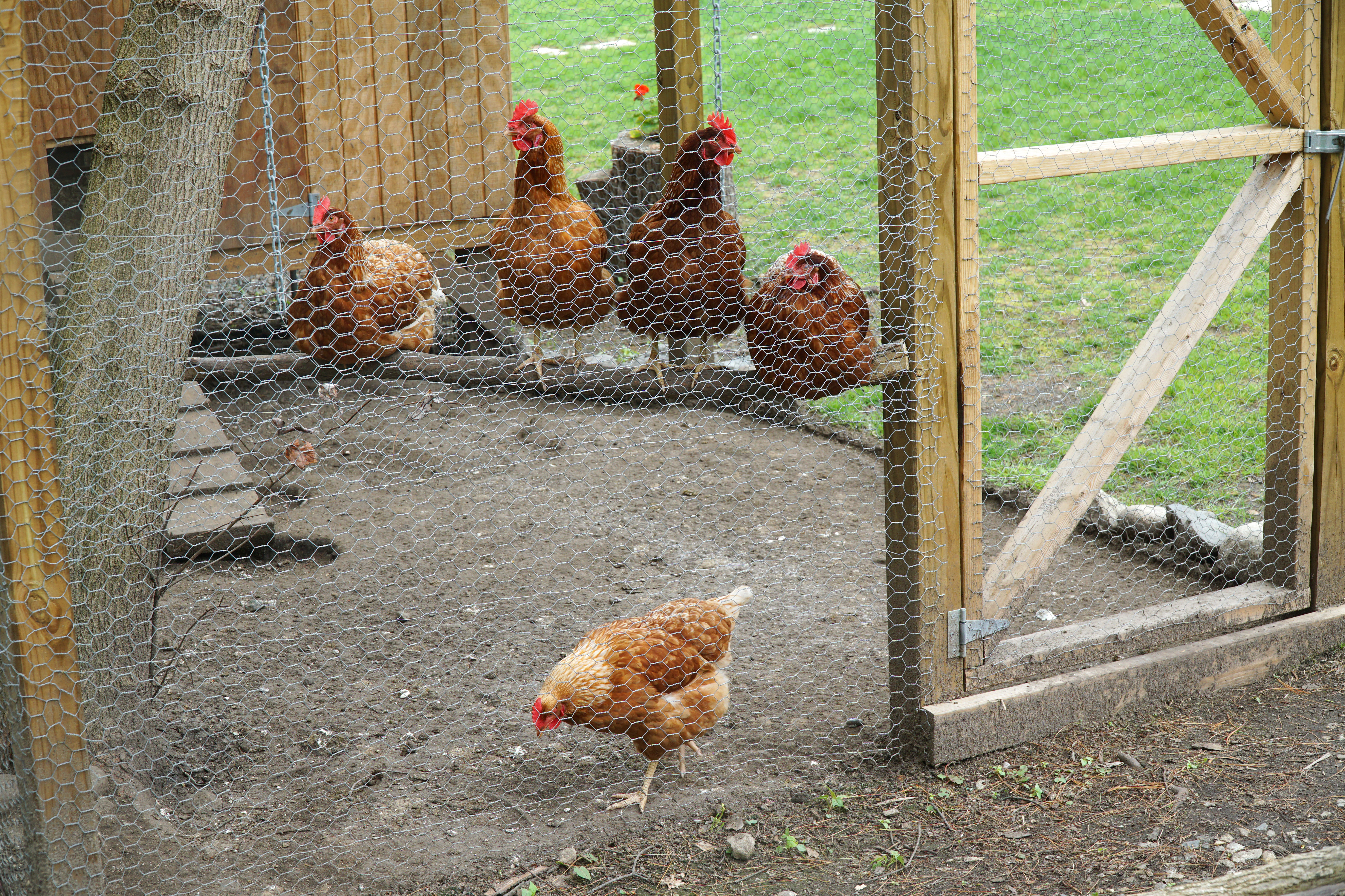 Big Interest in Backyard Chicken Coops