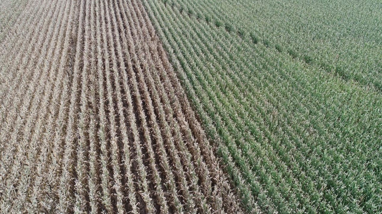 Consider Tar Spot In Your 2024 Crop Protection Plan