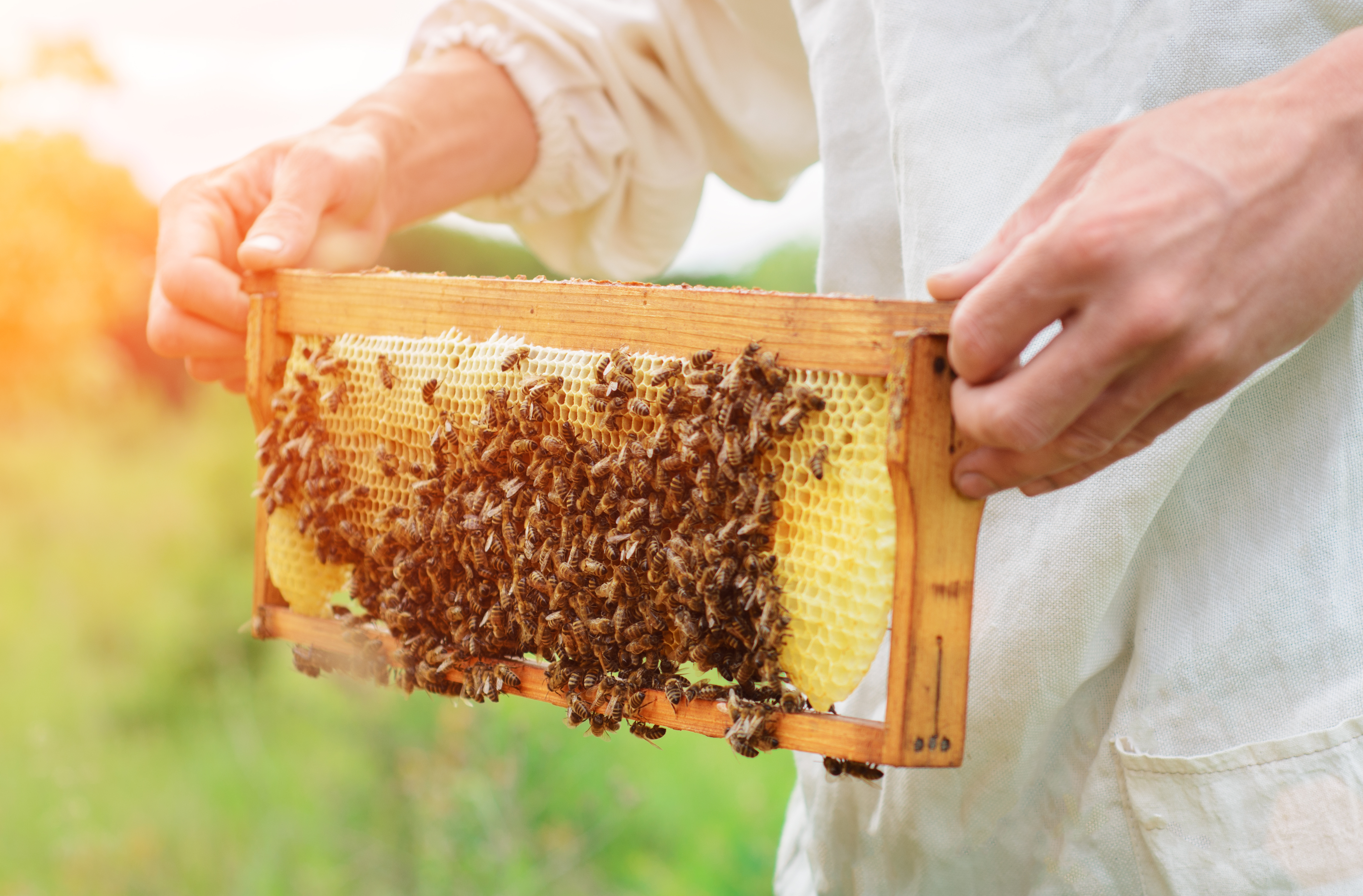 Honey Harvest Shows Promising Yield