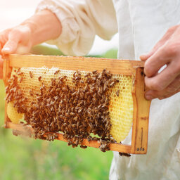 Honey Harvest Shows Promising Yield