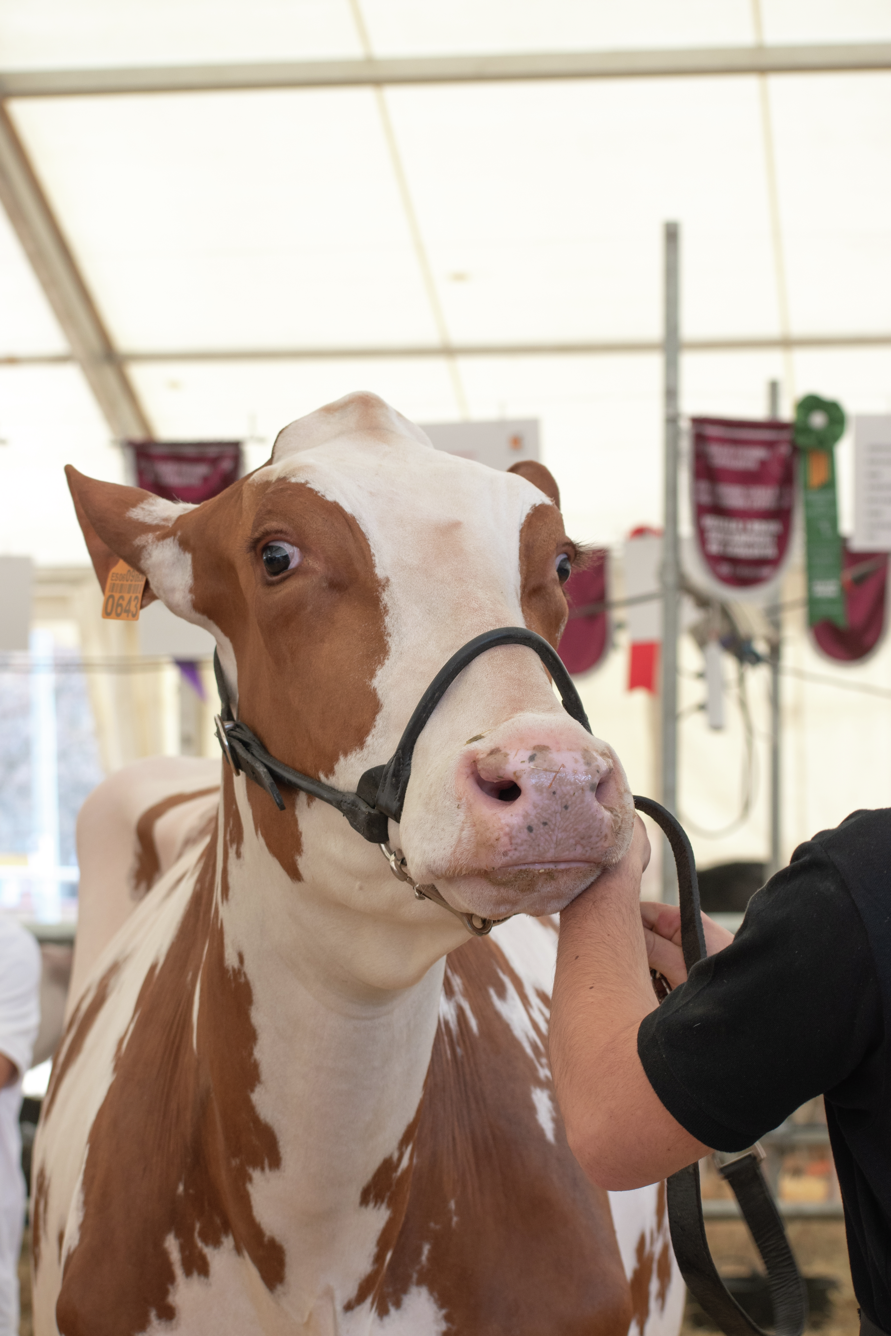 World Dairy Expo From The Center Of The Ring: Tina Vilter McDonald's Road To Madison