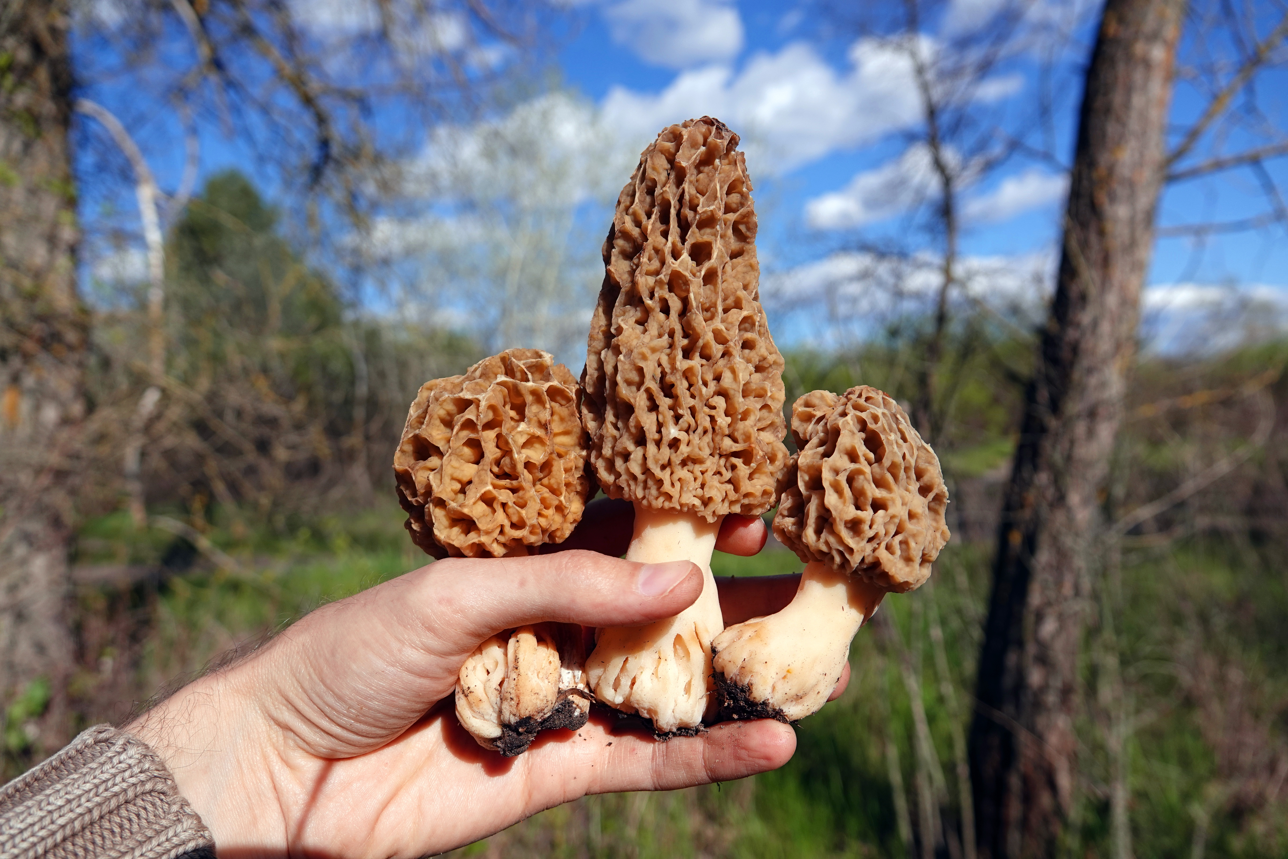 Morels in Bloom: Exploring Wisconsin's Mushroom Harvest