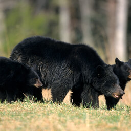 Wisconsin Bears On The Move