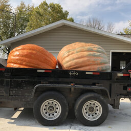 Giant Pumpkins Beef Up For Fall