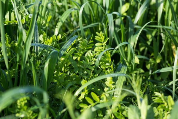 Building Knowledge About Wisconsin Cover Crops