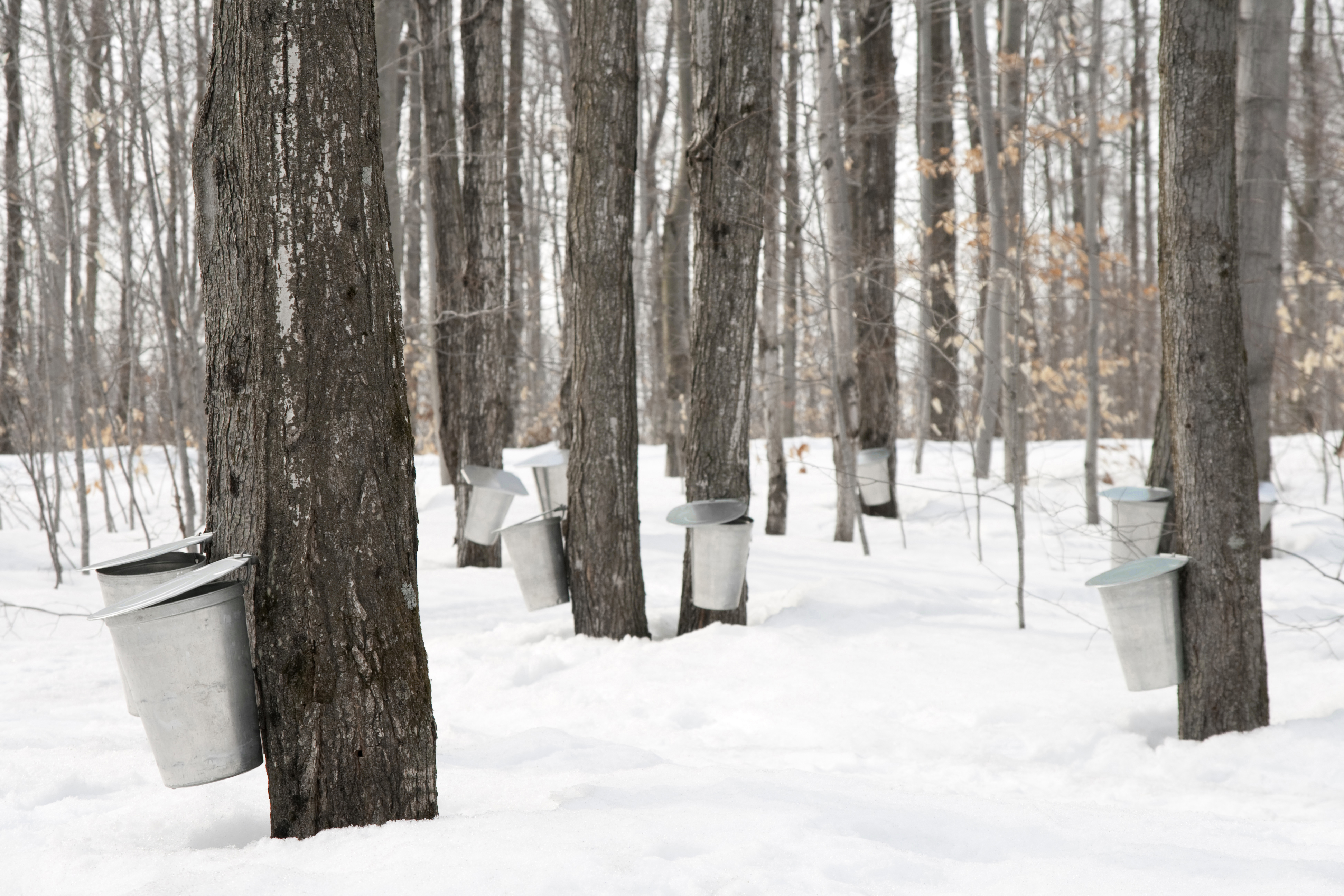 Maple Syrup Producers Take Advantage of Weather