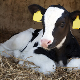 Benefits of Pair or Group Calf Housing