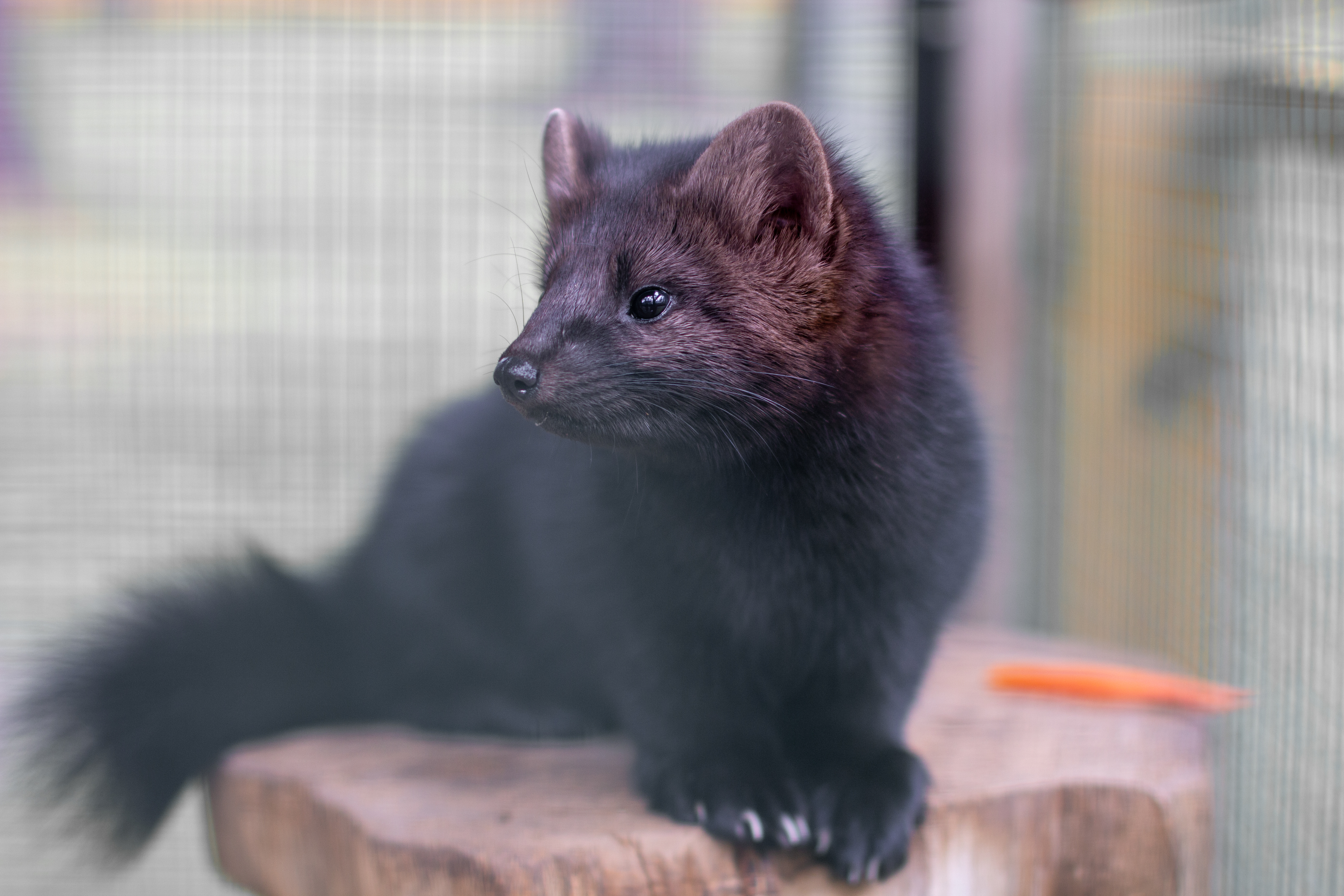 Mink Industry Reacts To Proposed Ban