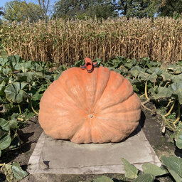 Wisconsin Man Grows 2,015 Lb. Pumpkin