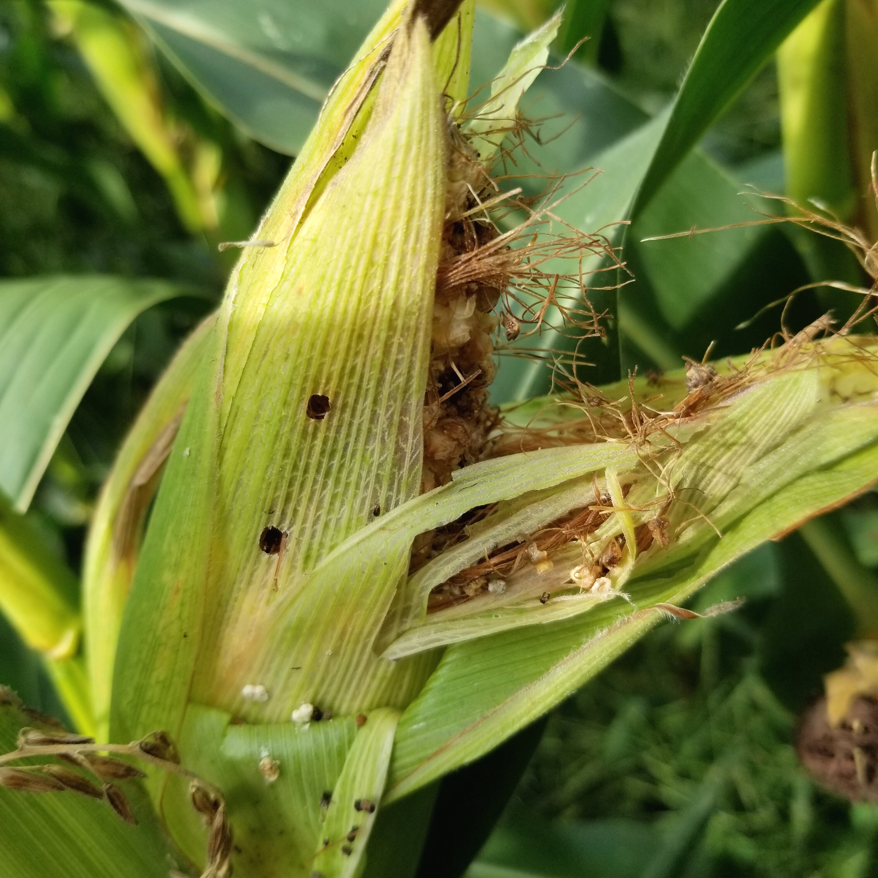 Pest Technology Update Excites Researcher episode artwork