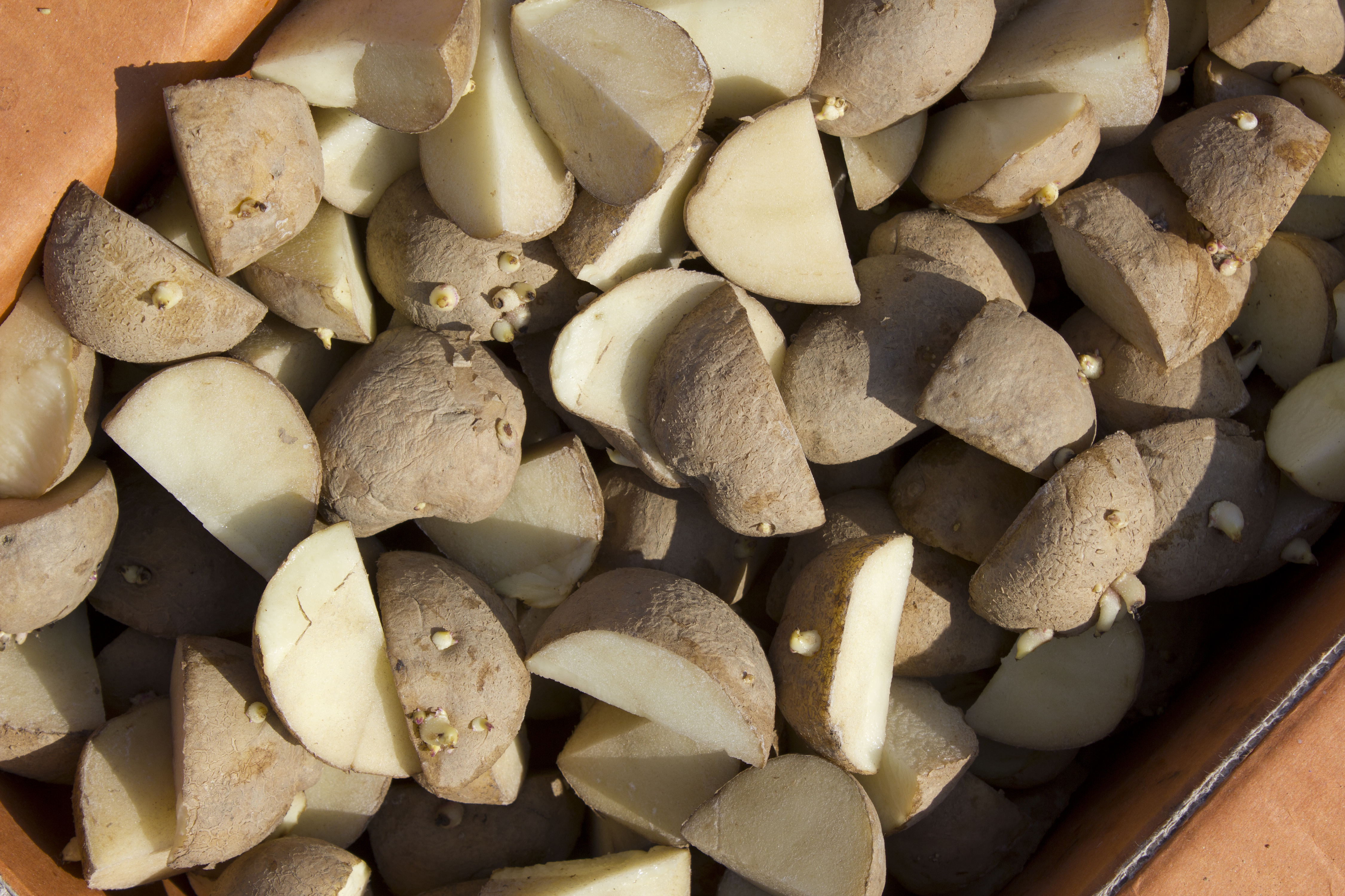 Antigo Is A Hub For Seed Potatoes