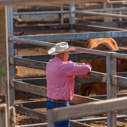 Performance Selected Bull Sale Is Saturday