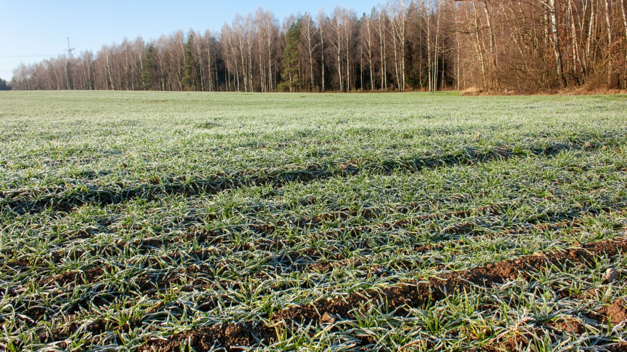 What To Do With Cover Crops This Spring