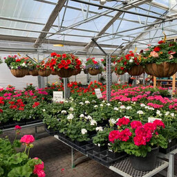 Kopke's Greenhouse Gears Up For A Busy Mother's Day Rush