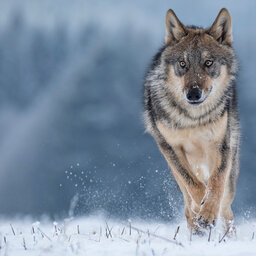 Grey Wolves and their Impact on Agriculture