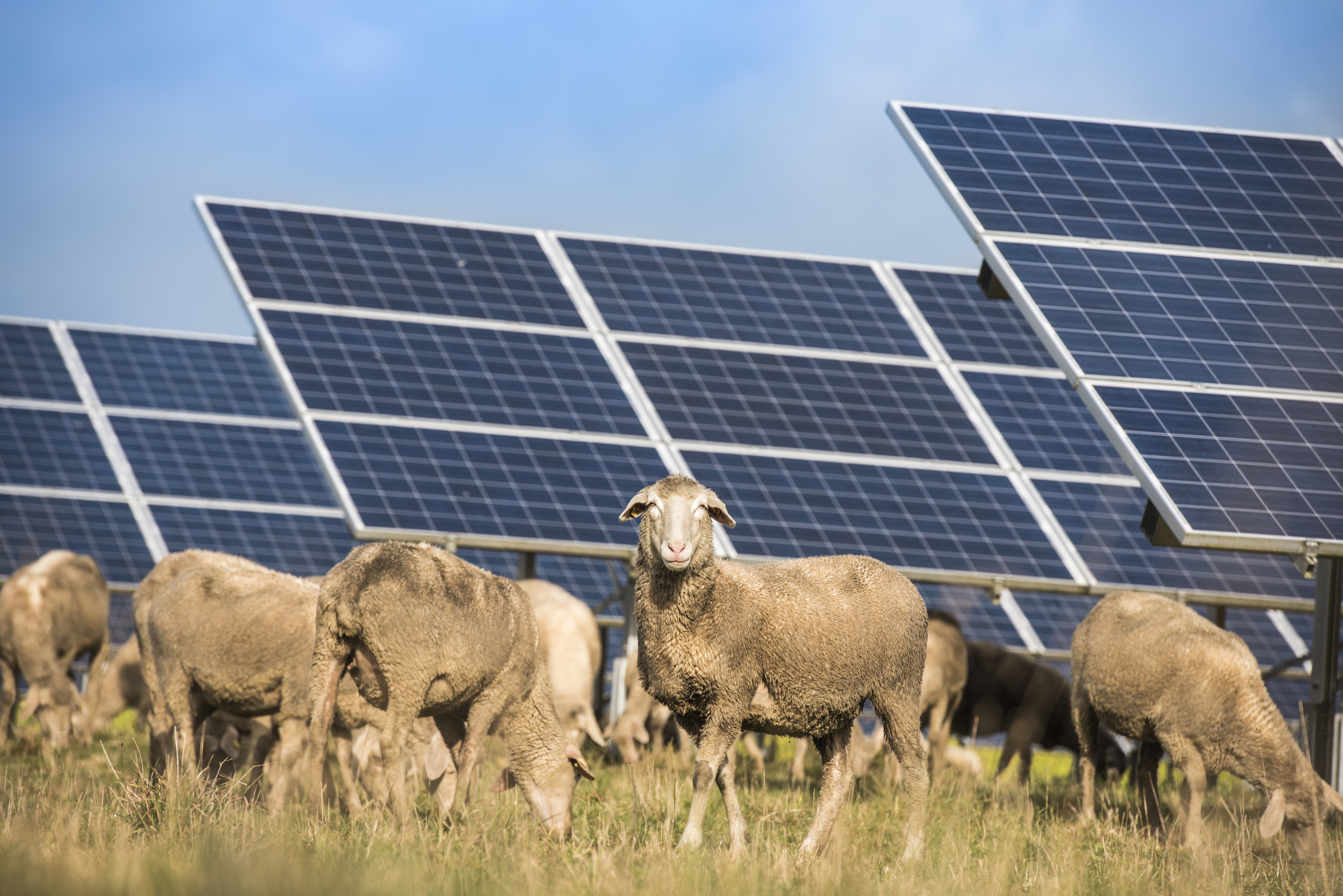 Wisconsin Has Room For More Sheep