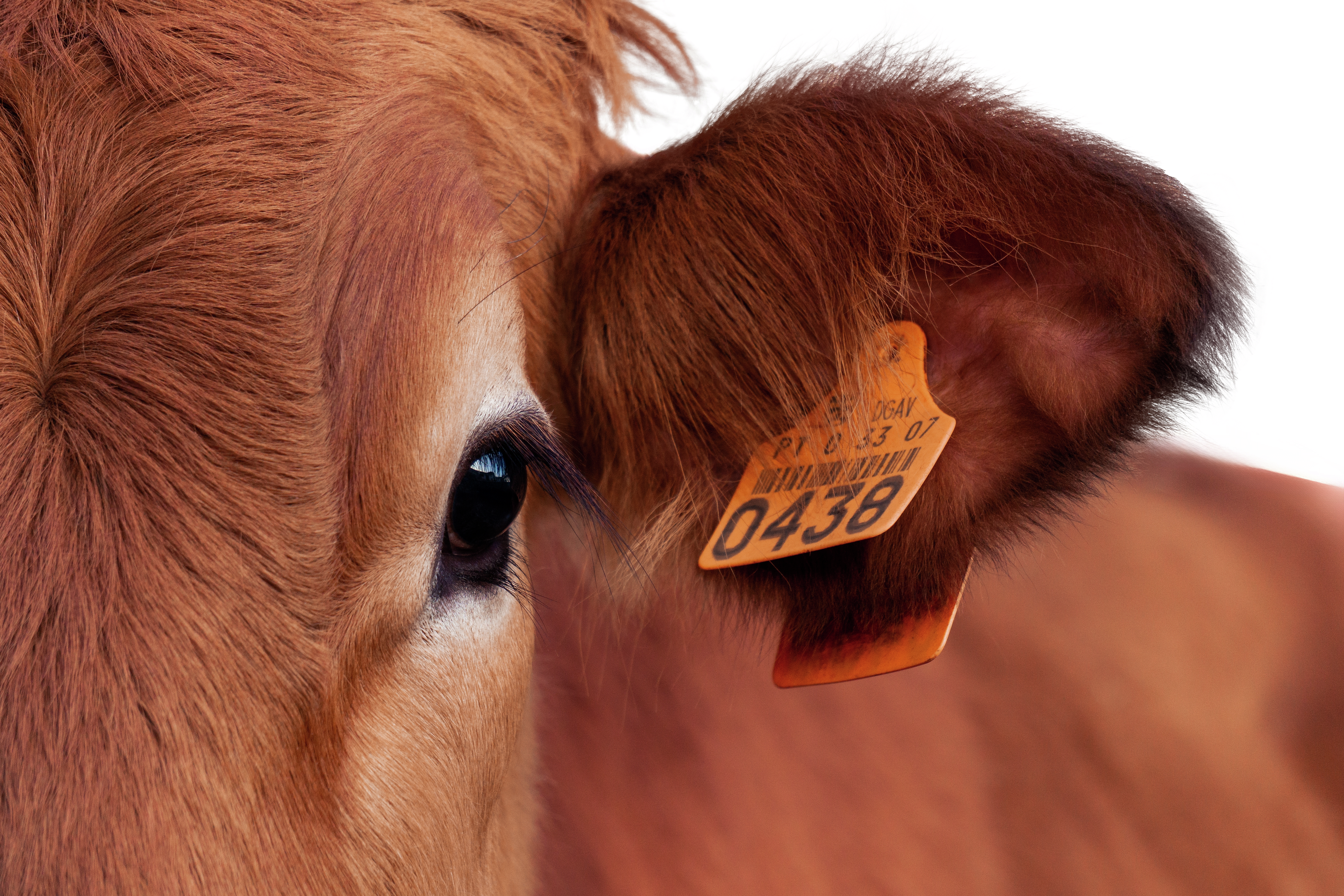 Ease Of Animal ID Can Make A Difference