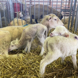 Lamb Demand Rises