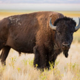 Bison: The Other Healthy Meat