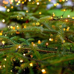 Experts encourage proper Christmas tree disposal for environmental protection