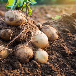 Managing Late Blight In Potatoes