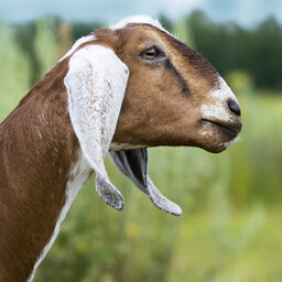 Dairy Goat Industry Continues to Thrive