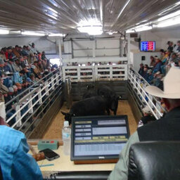 Dairy cattle flood beef markets, putting a pause on local livestock auctions