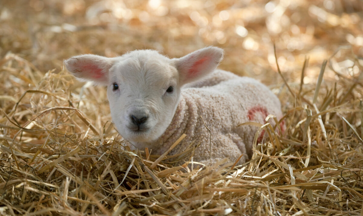 Are You Ready For Badger Lambing School?