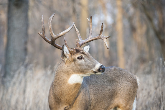 DNR Suspects Lower Deer Harvest A Result Of Successful 2022 Hunt