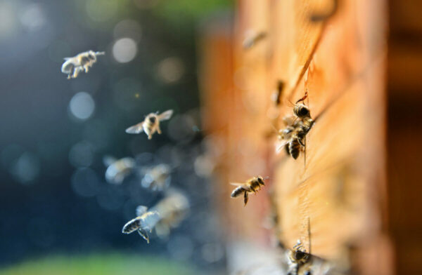 Young Beekeeper Keeps The "Buzz" Growing