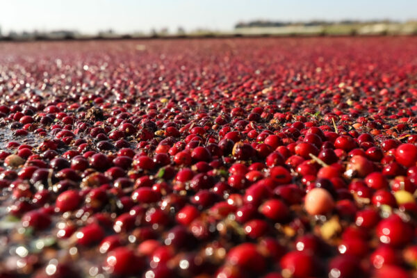 Springing into Action: Cranberry Farmers Prepare For The Year Ahead