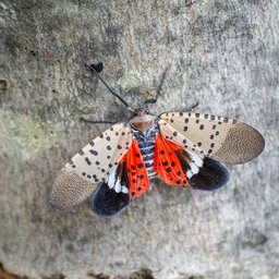 Spotted Lantern Fly Will Cause Big Impact