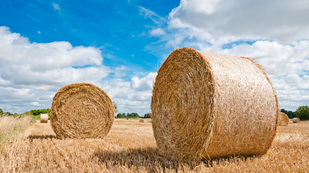 Hay Stocks See Regional Differences