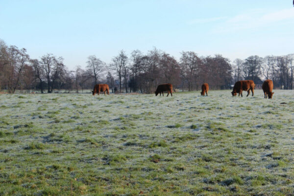 Tips to Manage Your Pasture in The Mild Winter Conditions