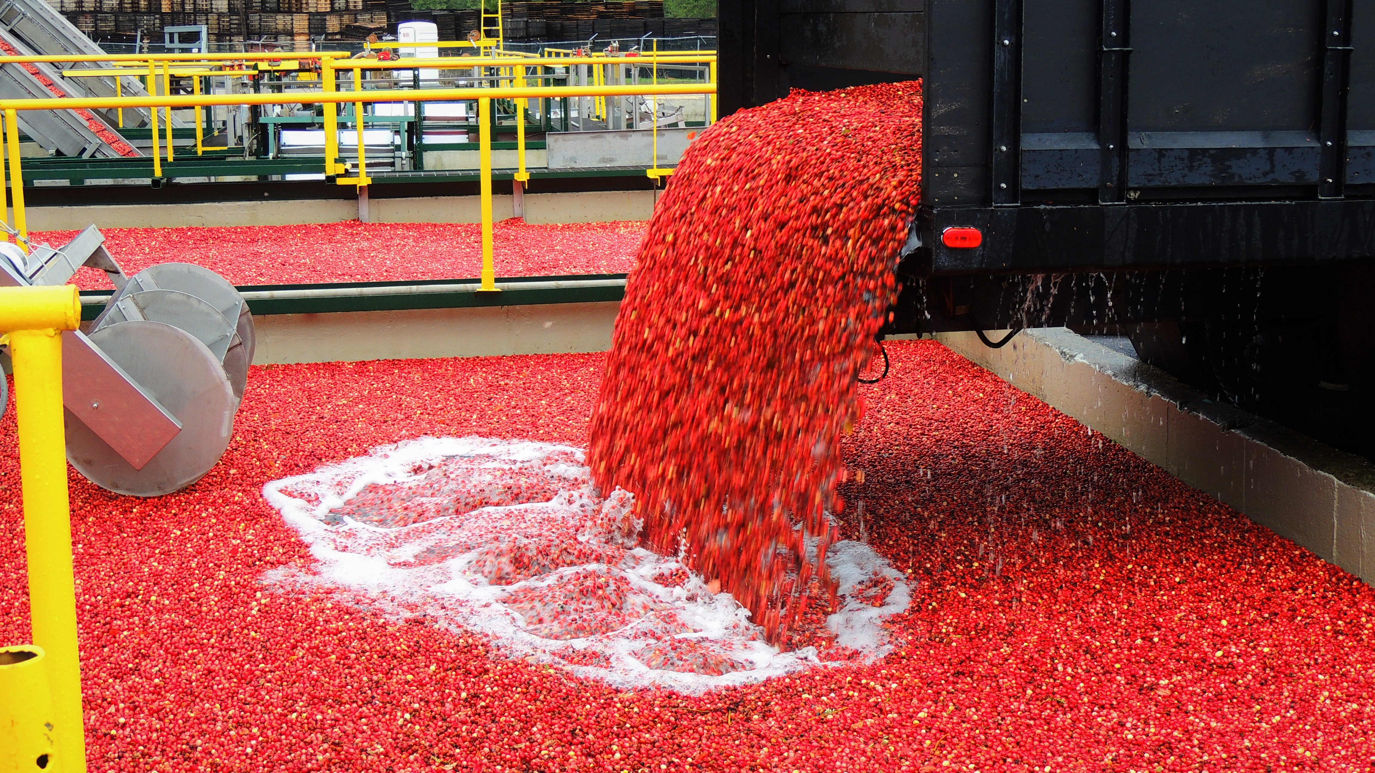 Projected Cranberry Harvest Looking Good
