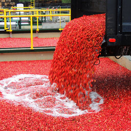Projected Cranberry Harvest Looking Good