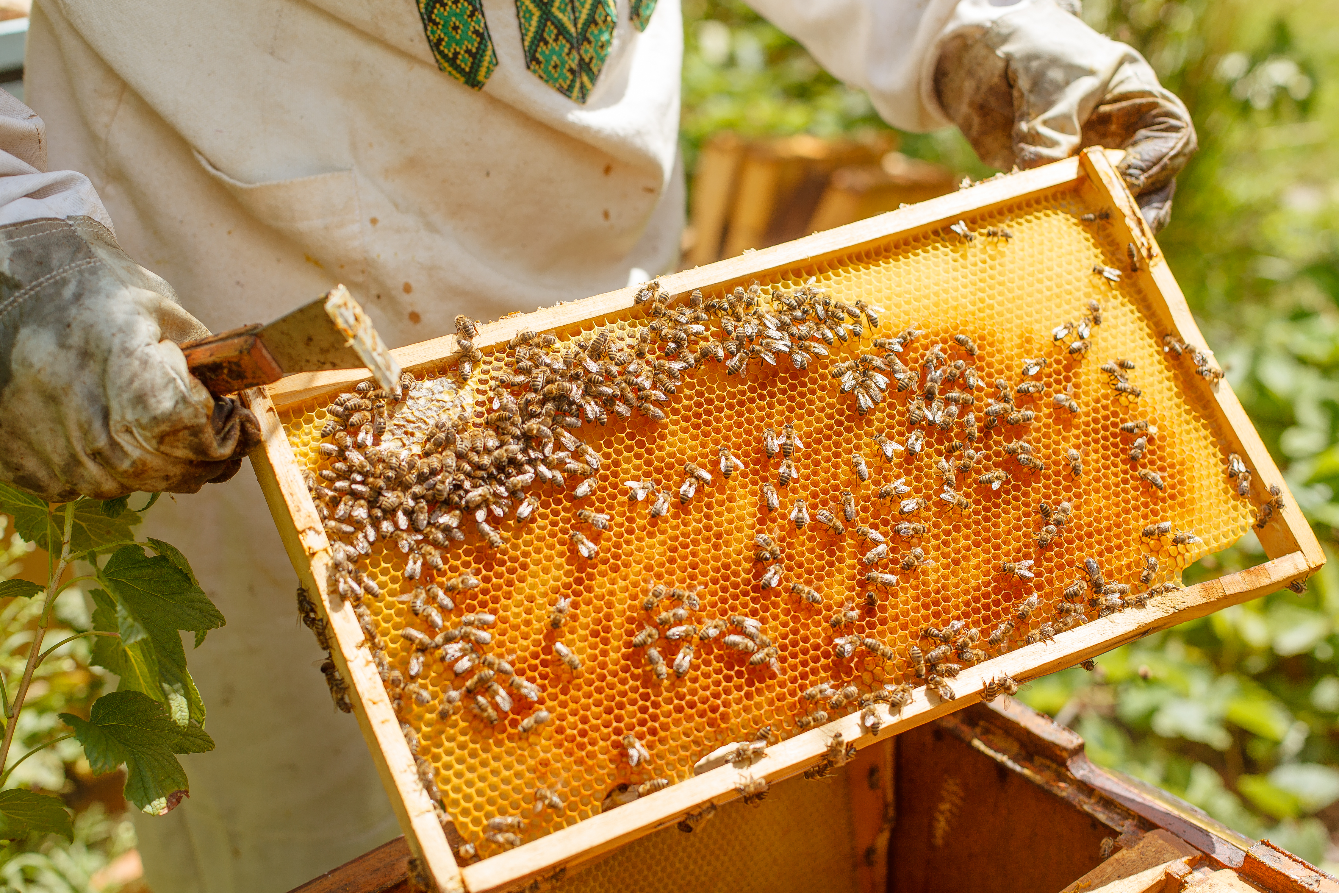 Honey Industry Keeps Buzzing Despite COVID