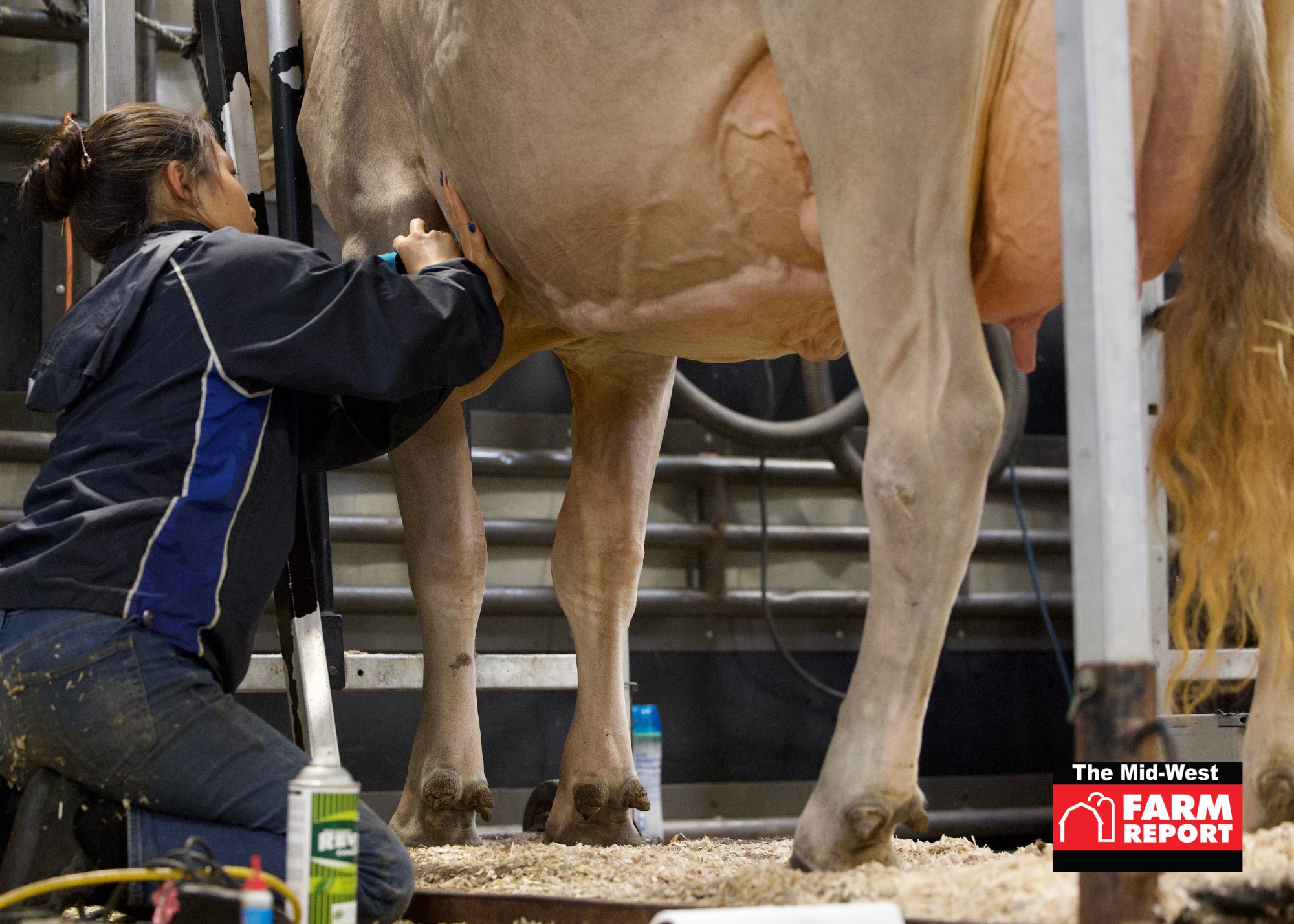 From Not To Hot, The Art Of Fitting Cattle For World Dairy Expo