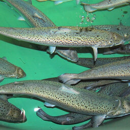 Aquaculture Looks To Grow In Wisconsin