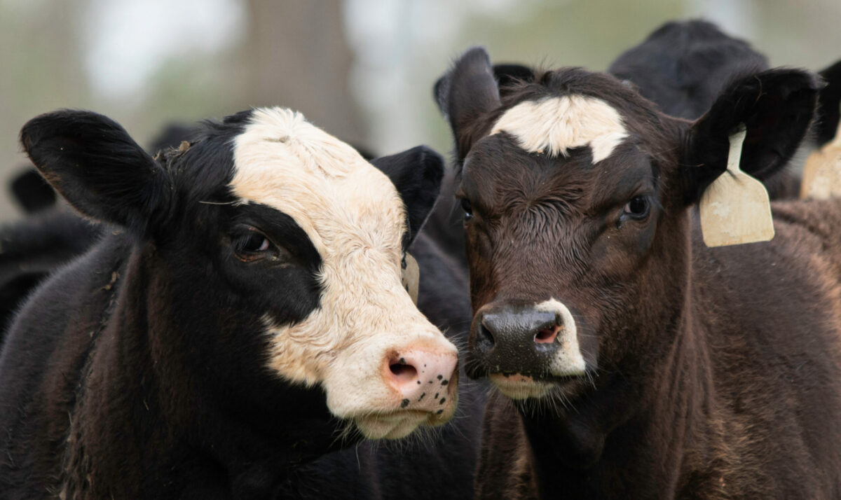 Crossbred Calves Have Their Own Needs