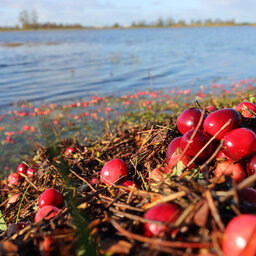 Cranberry Growers Continue Working