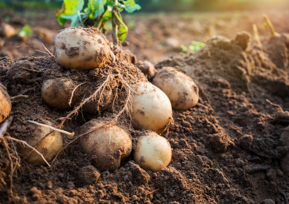 Potato Growers Keep Eye On Spuds