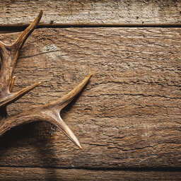 What to know before processing that deer at home