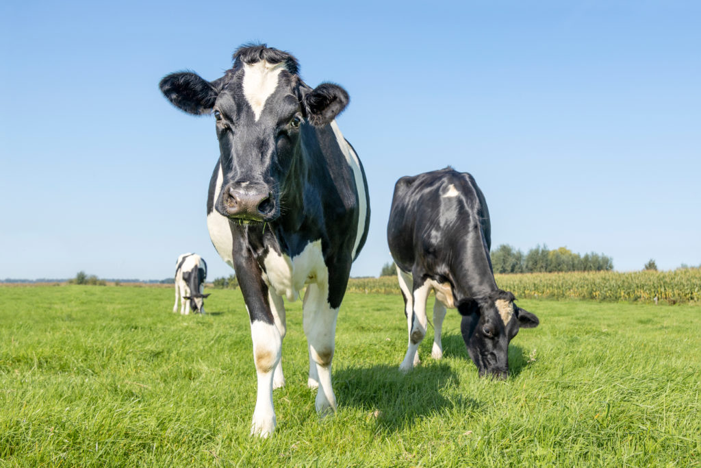 Apprenticeship Program Focuses On Dairy Farming
