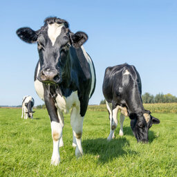 Apprenticeship Program Focuses On Dairy Farming