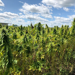 What you Should Know: Hemp Processing